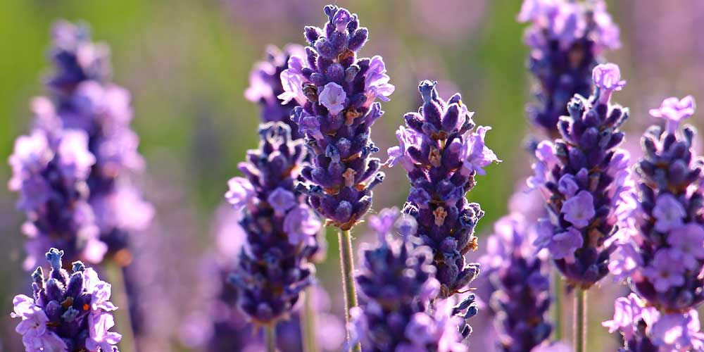 Lavanda Grande