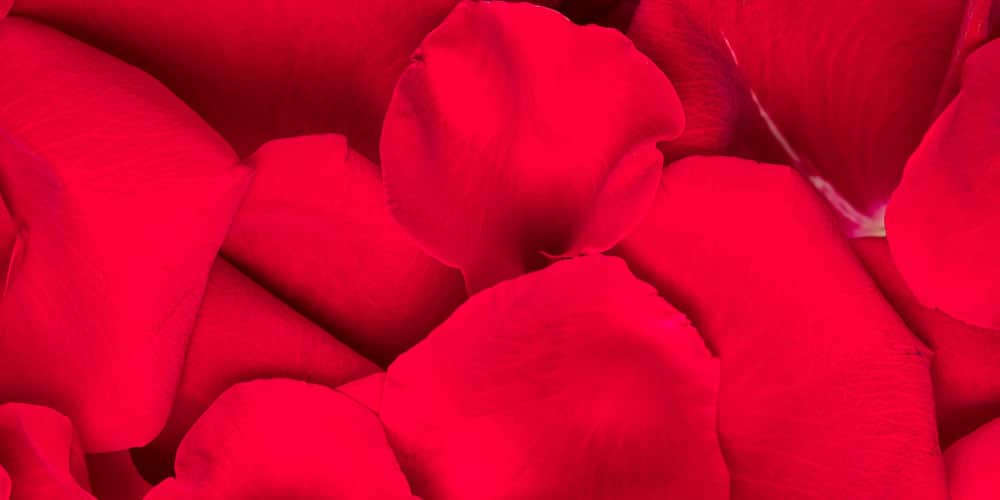 Pétalos de Rosa Grande